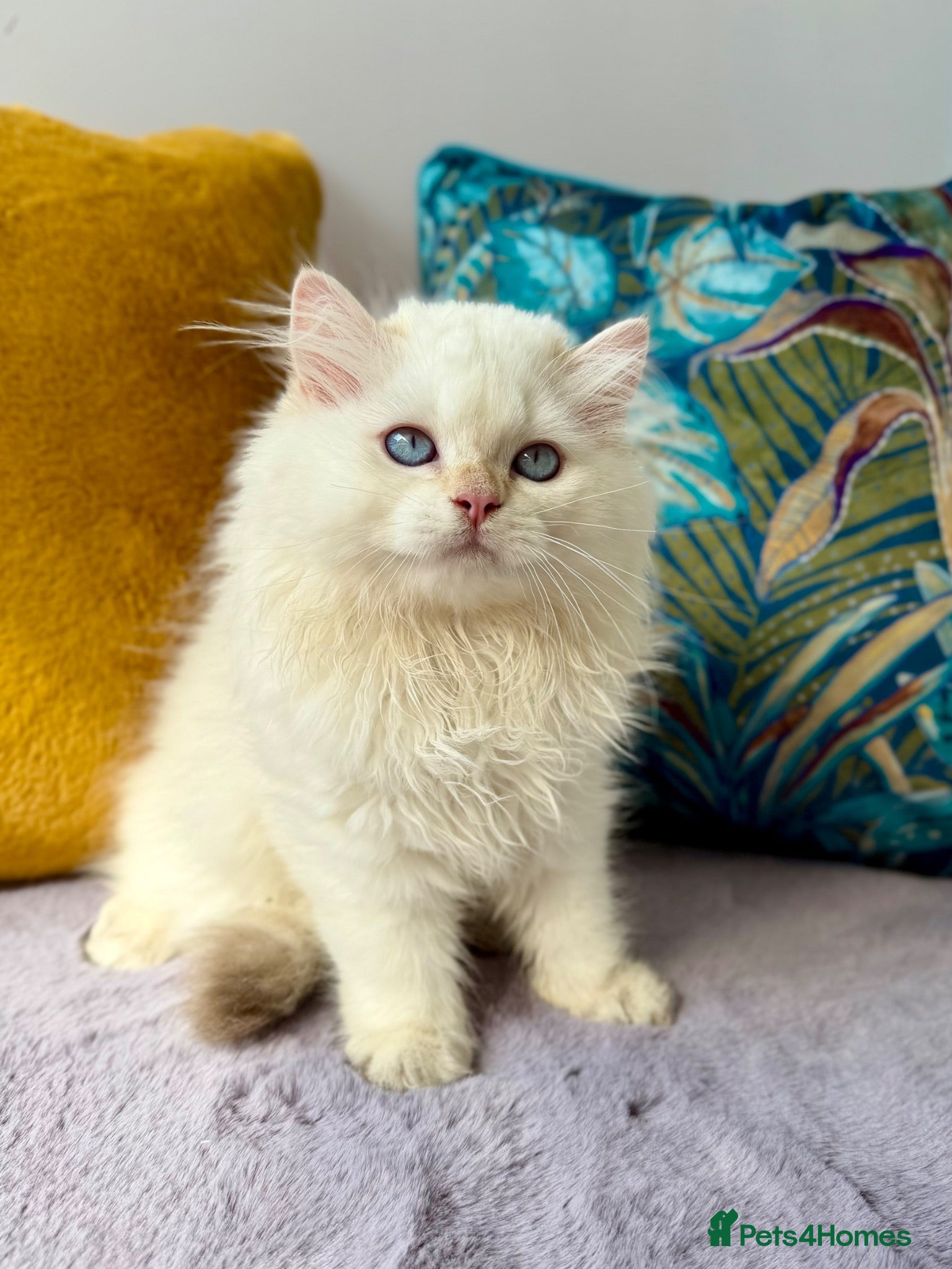 British Longhair cats for sale: Champion lines Golden British Longhairs - Advert 3