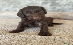 Miniature Poodle dogs for stud: Chocolate Merle Miniature Poodle for stud in Warrington - Image 40