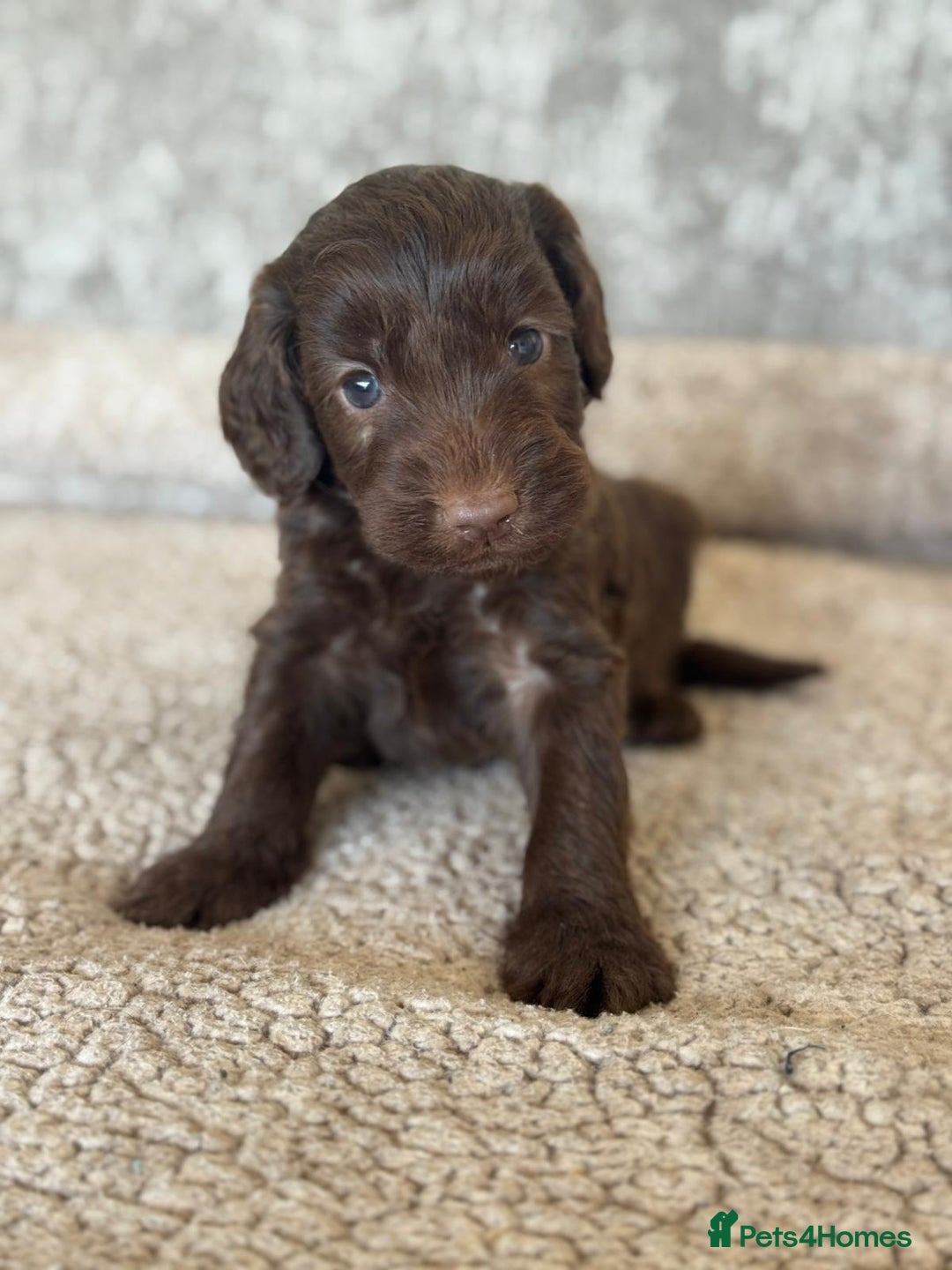 Miniature Poodle dogs for stud: Chocolate Merle Miniature Poodle for stud in Warrington - Image 40
