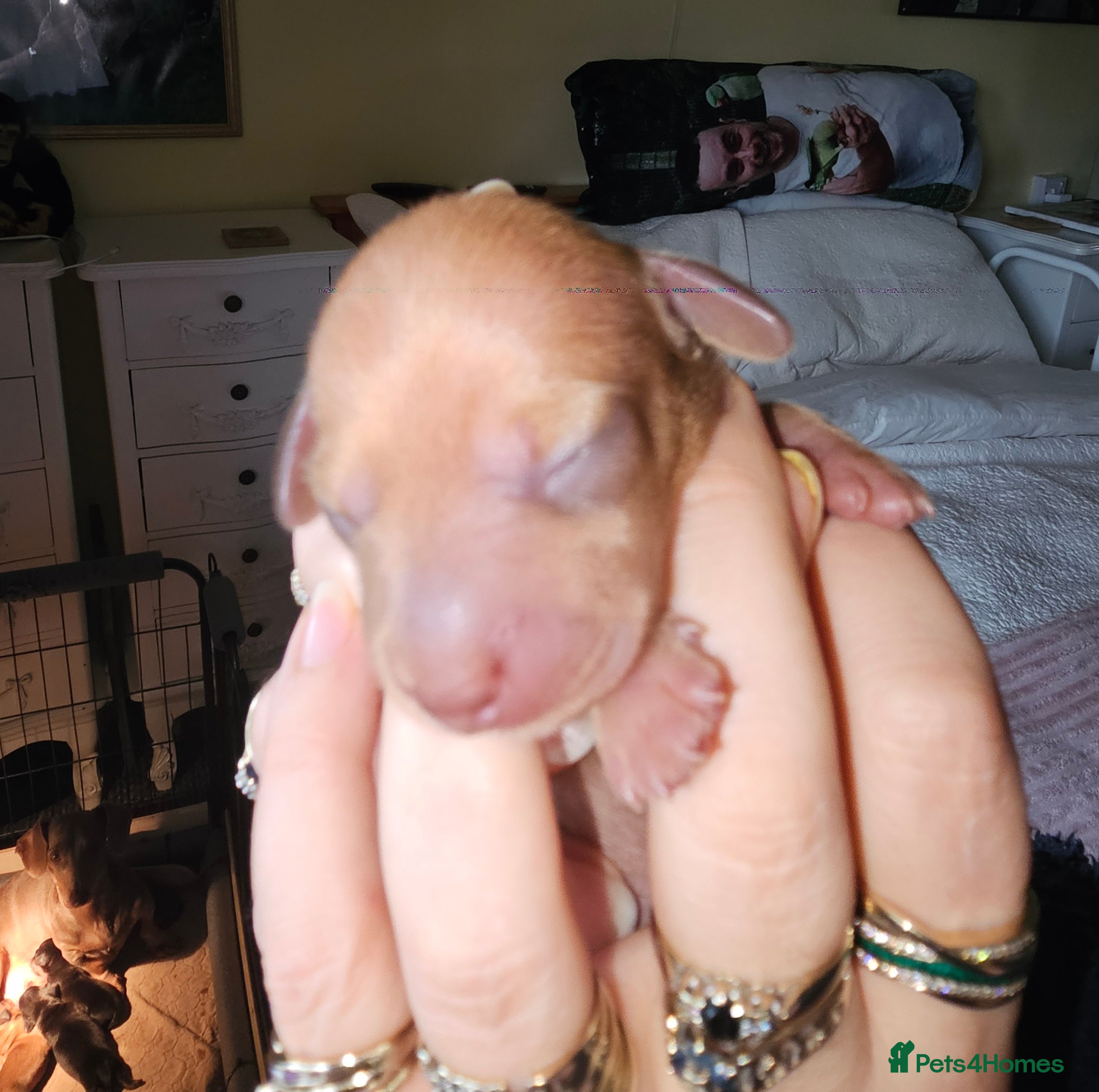 Dachshund dogs Dashound puppies - Advert 14