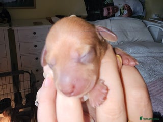 Dachshund dogs Dashound puppies - Advert 11