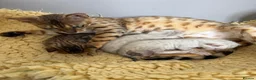 Bengal cats for sale: TICA Pedigree Bengal Kittens Snow & Brown  - Advert 16