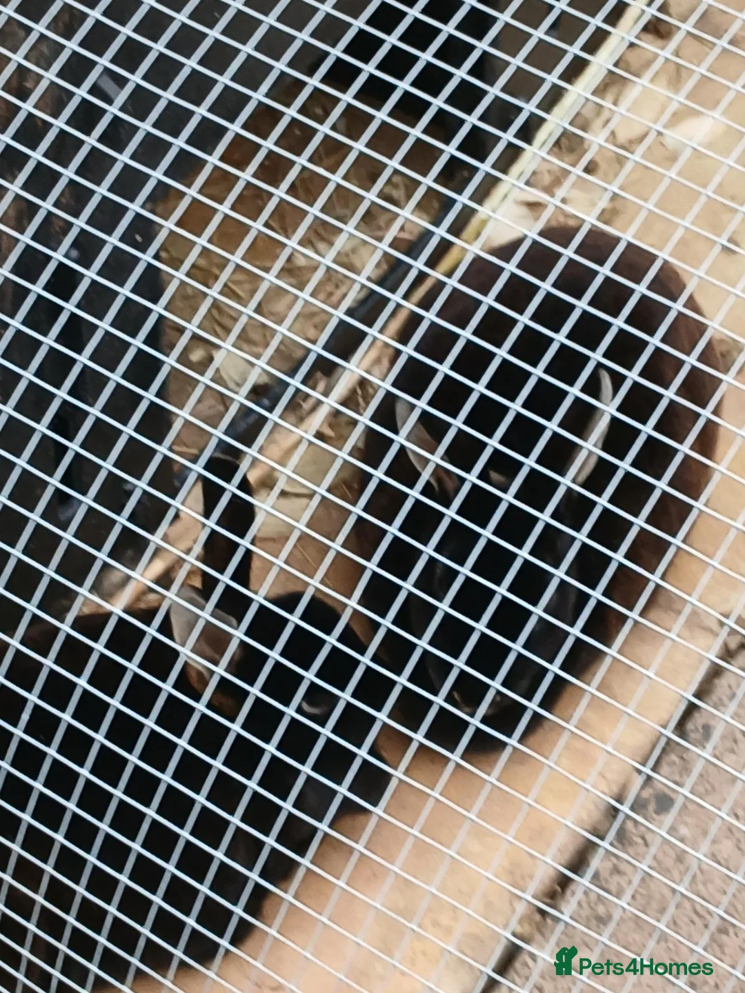 Rex rabbits for sale: Two mini rex black rabbits - Advert 1
