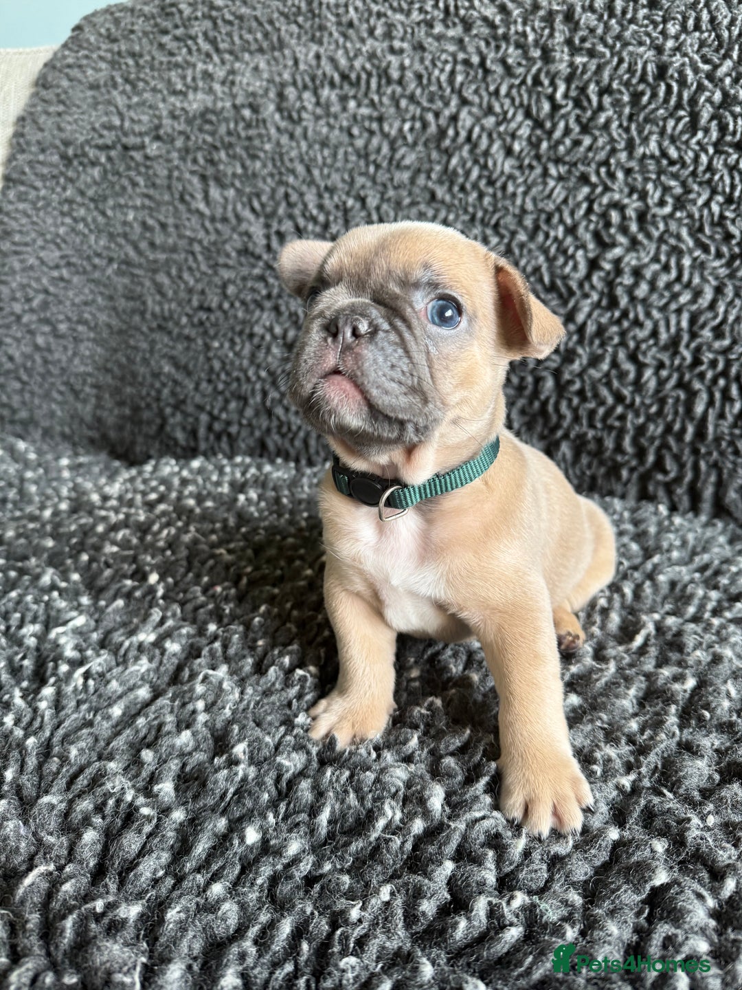 French Bulldog dogs for sale: French Bulldog Puppies. Rojo, New Shade, Isabella. - Advert 4