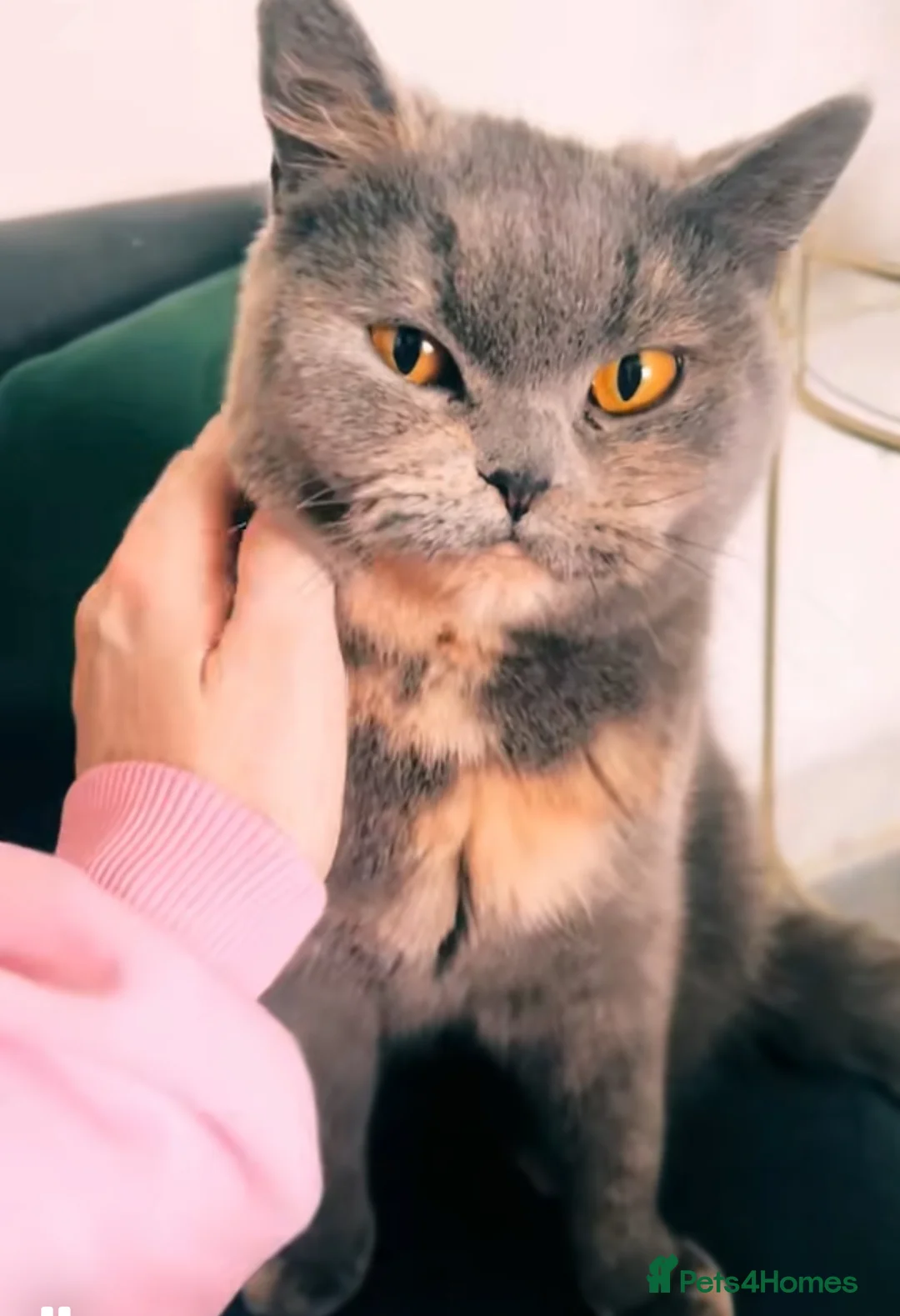 British Shorthair cats for sale: Cinnamon carrier Kittens  - Advert 5