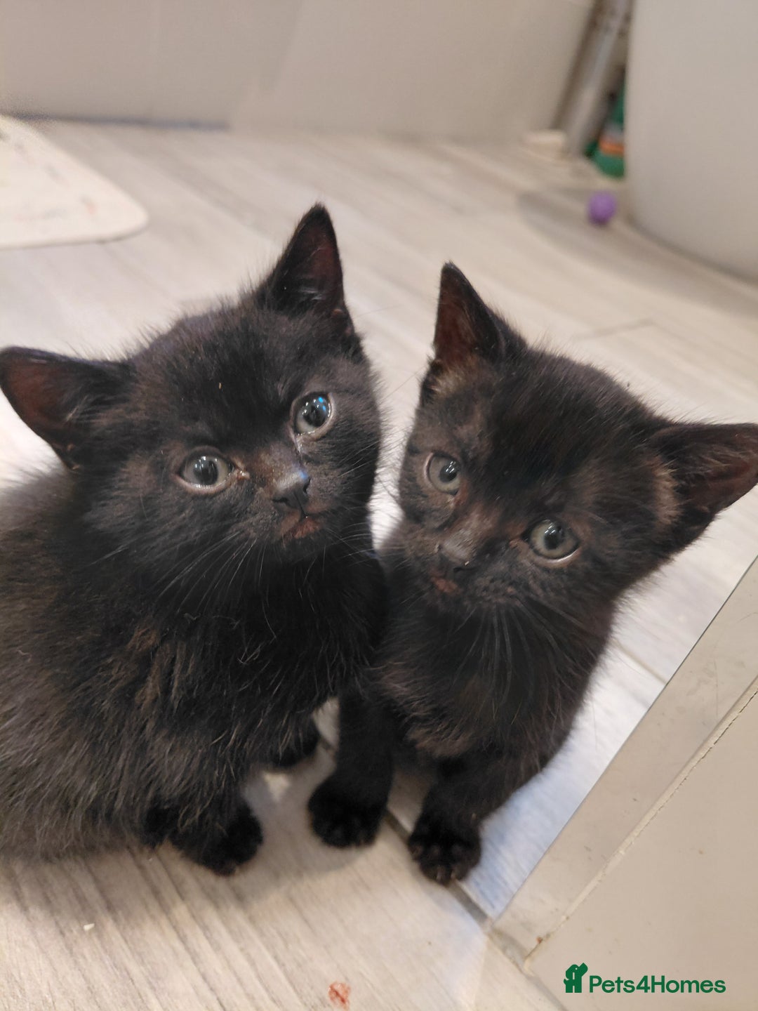 Bombay cats for sale: Kittens for sale - Advert 4