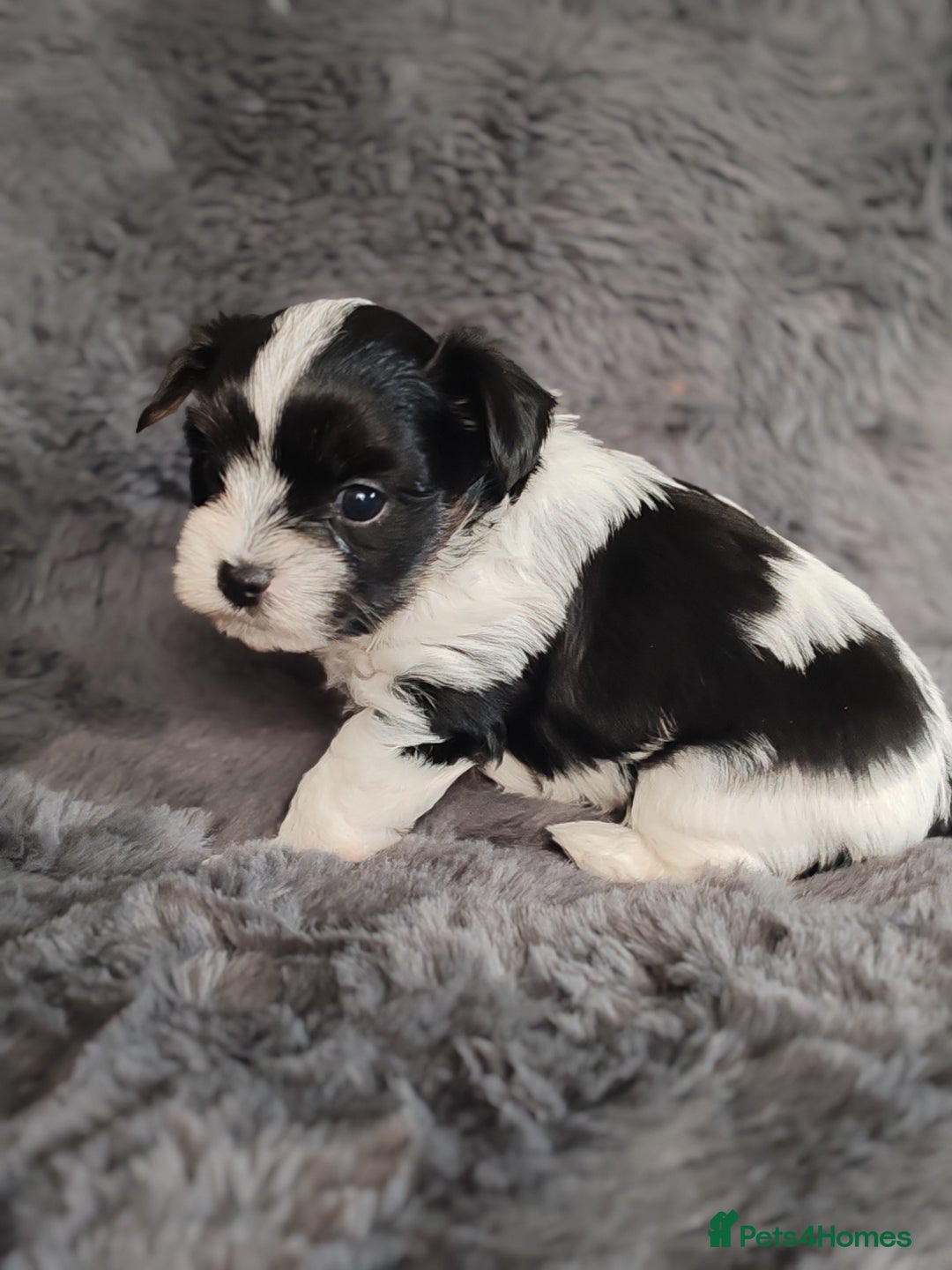 Biewer Terrier dogs for sale: Biewer Tereier Available 2 girls💜  1 Boy💚 - Image 9