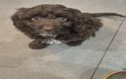 Cockapoo dogs for sale: Last f1B girl ready now - Image 2