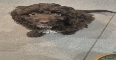 Cockapoo dogs - Advert 10