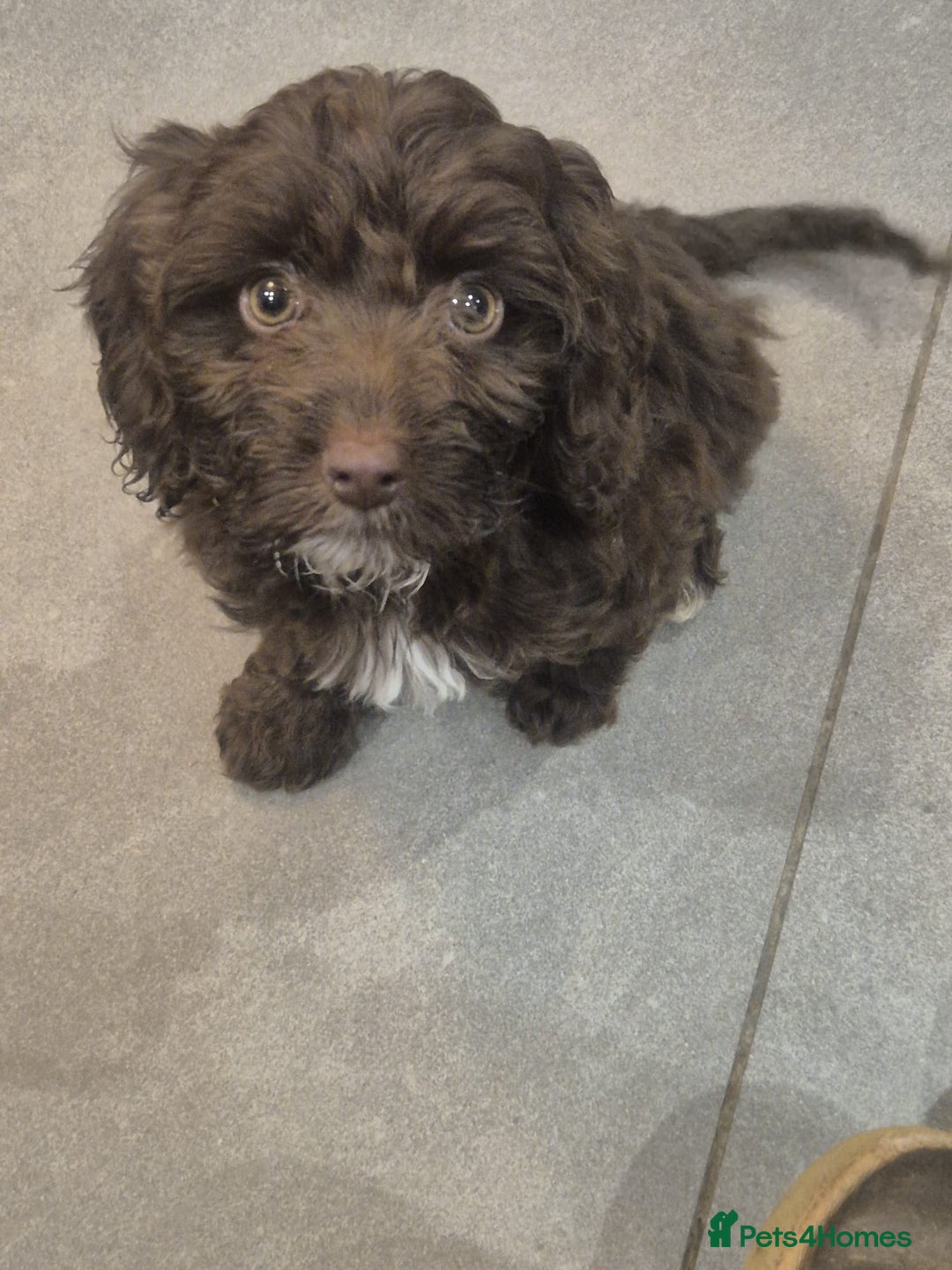 Cockapoo dogs for sale: Last f1B girl ready now - Image 2