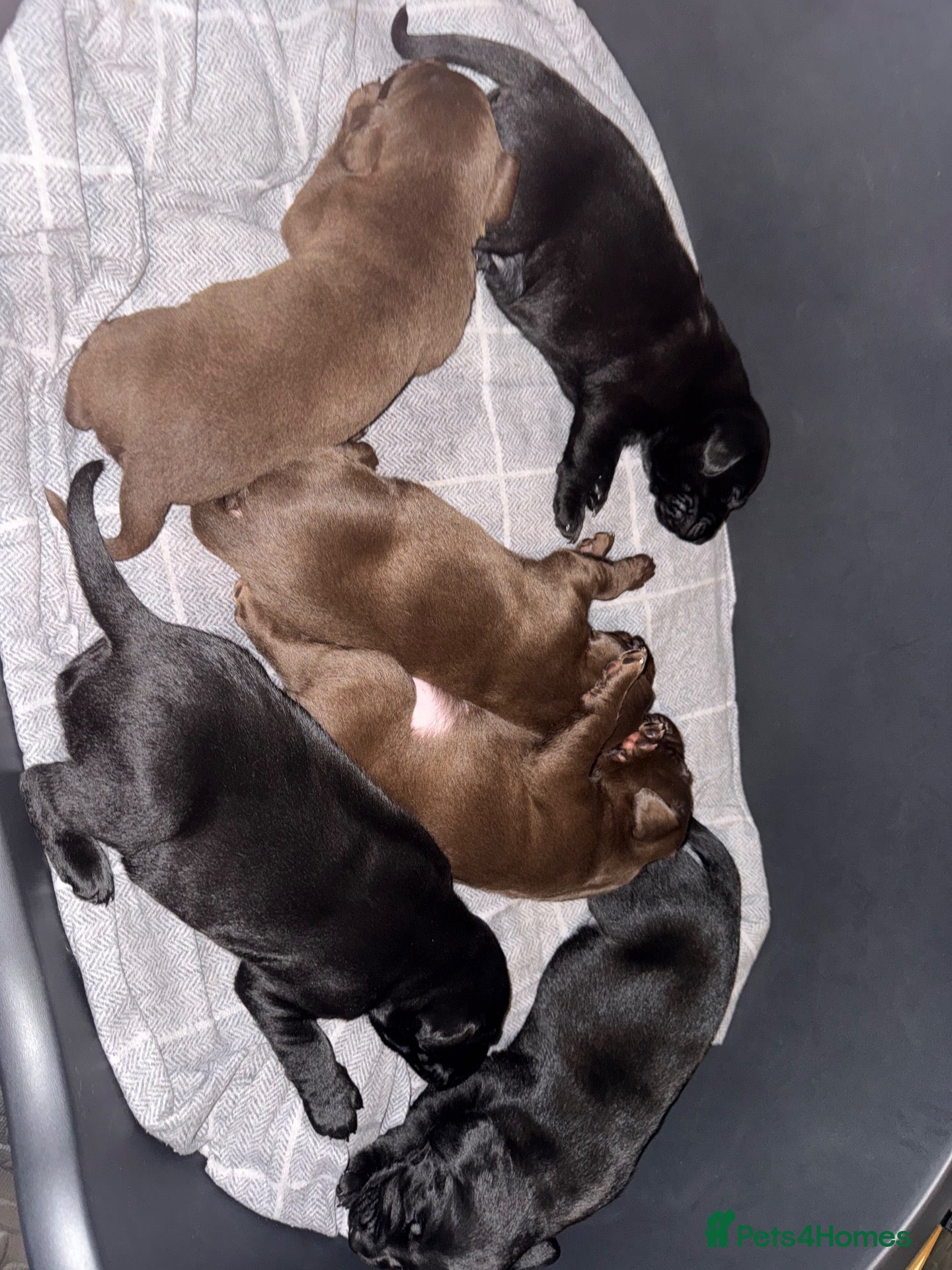 Labrador Retriever dogs Labrador puppies for sale  - Advert 1