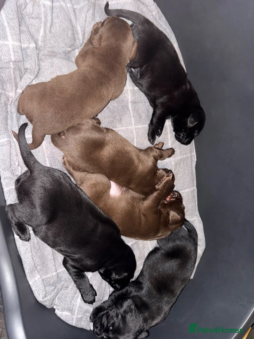 Labrador Retriever dogs for sale: Labrador puppies for sale  in Widnes - Advert 1