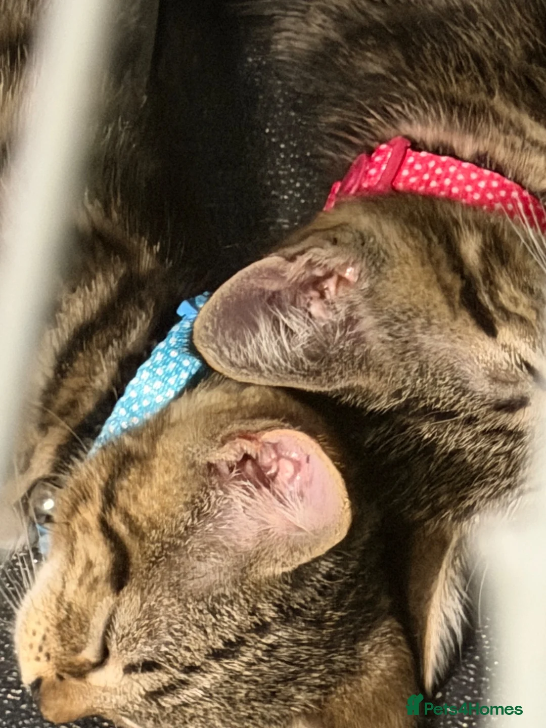 Mixed Breed cats for sale: 2 beautiful kittens - Advert 5