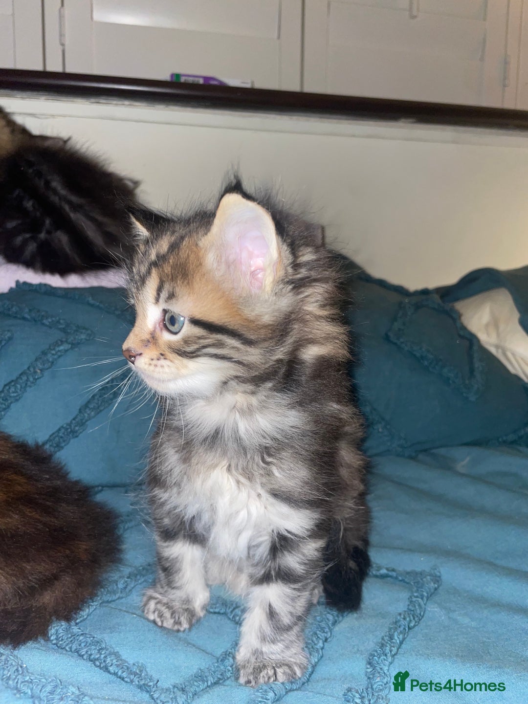 Maine Coon cats for sale: Maine coon kittens  - Advert 8
