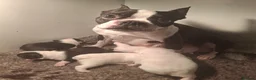 Boston Terrier dogs for sale: Stunning Boston Terriers Boys.  - Advert 10