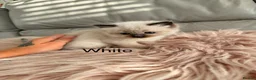 Ragdoll cats for sale: Seal bicolour & seal point  ragdolls  - Advert 2