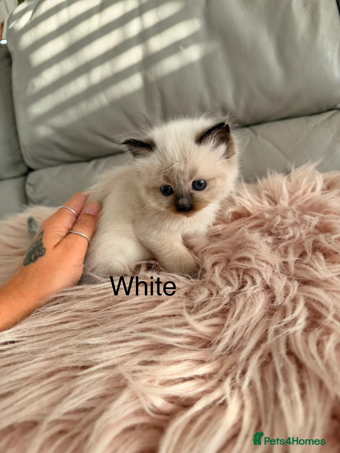 Ragdoll cats for sale: Seal bicolour & seal point  ragdolls  - Advert 2