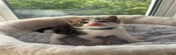Mixed Breed cats for sale: Gorgeous kittens looking for forever home  - Advert 9