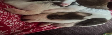 Border Collie 4