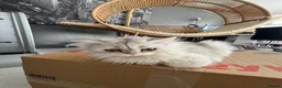 British Shorthair cats for sale: British Shorthair & longhair Chinchilla available  - Advert 15
