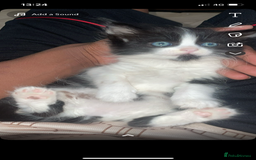 Maine Coon cats for sale: Adorable Maine Coon Mix Kittens for Sale! - Image 1