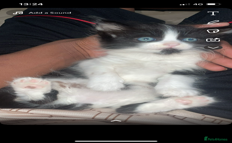 Maine Coon cats - Advert 1