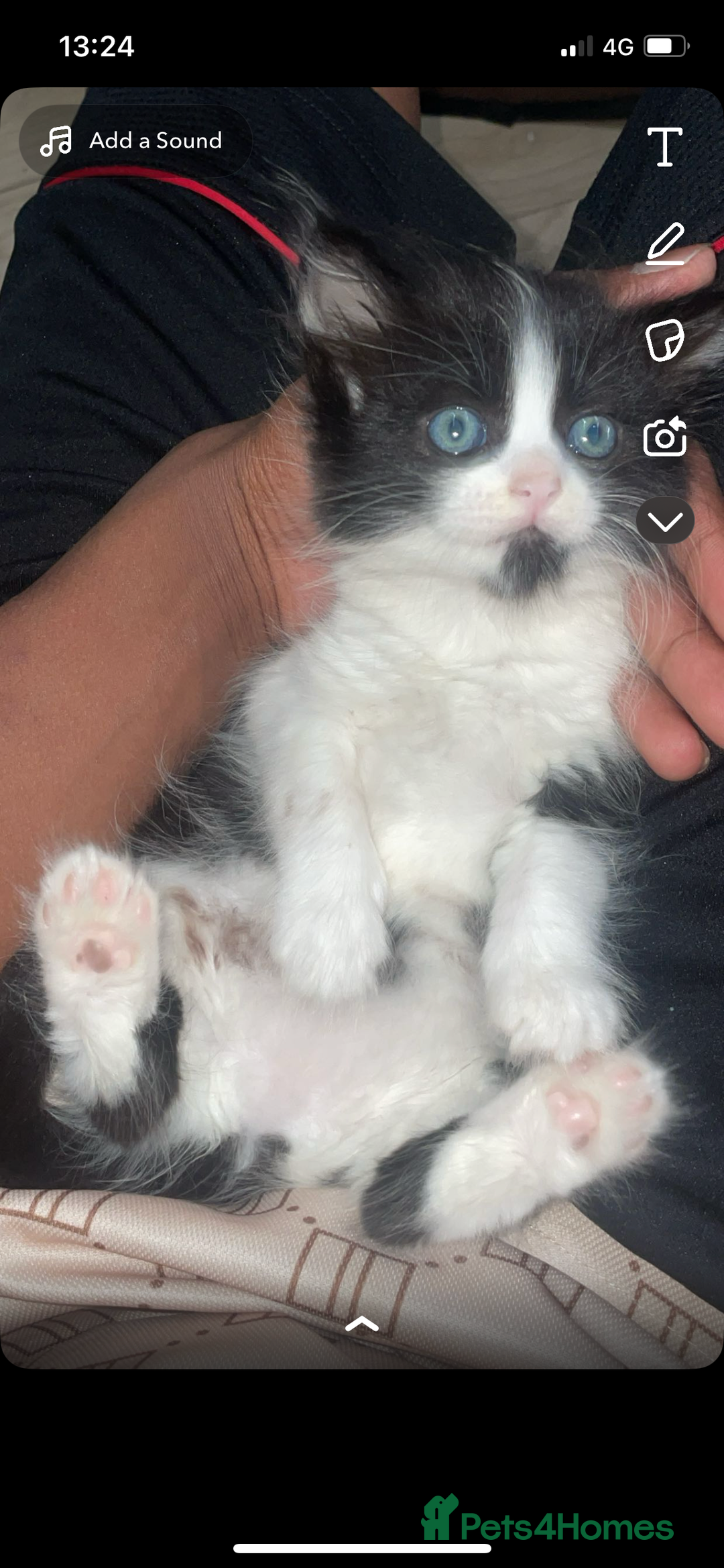 Maine Coon cats for sale: Adorable Maine Coon Mix Kittens for Sale! - Image 1