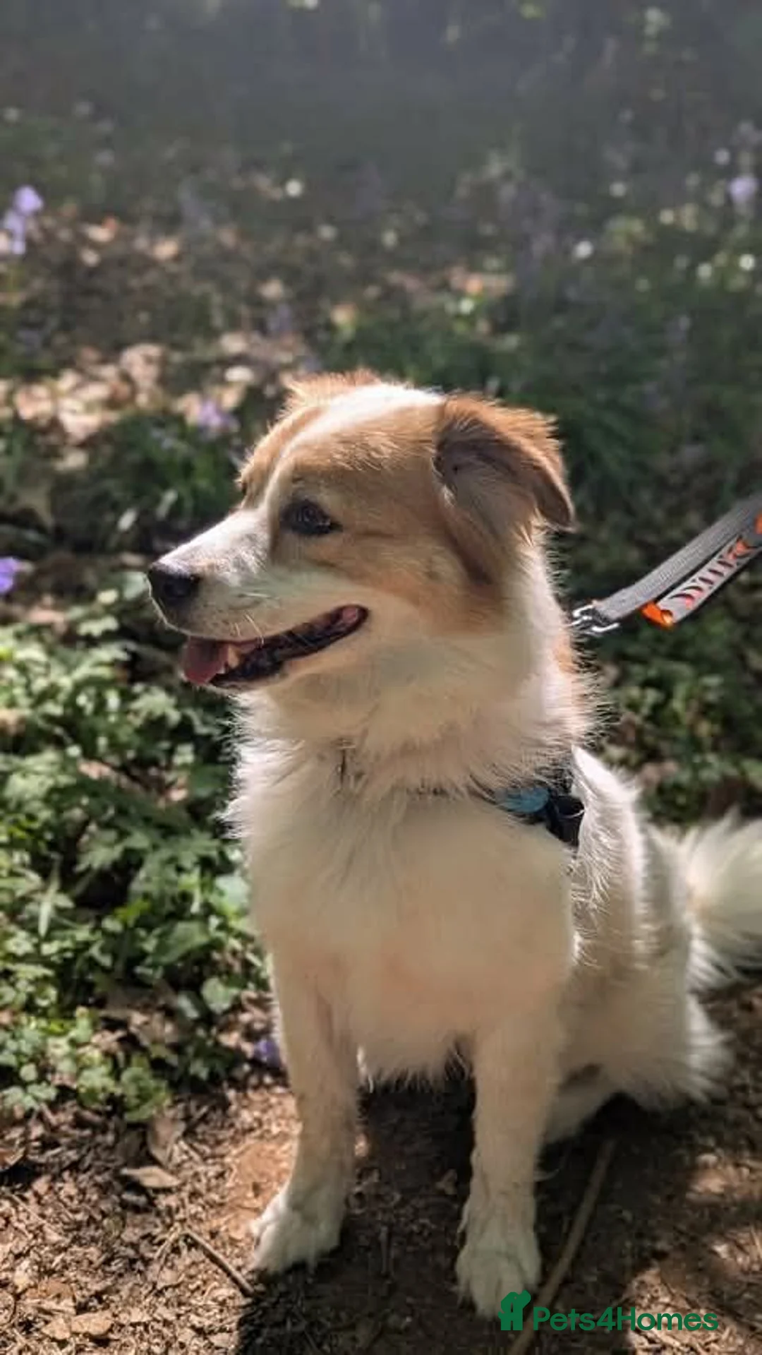 Mixed Breed dogs for adoption: Meet Phoenix, currently residing in Duston in Northampton - Advert 2