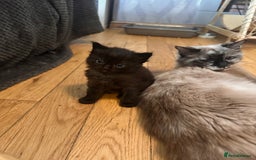Ragdoll cats for sale: Calico Ragdolls - Image 12