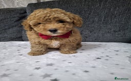 Maltipoo dogs for sale: 3 Maltipoo Puppies For sale - Image 7