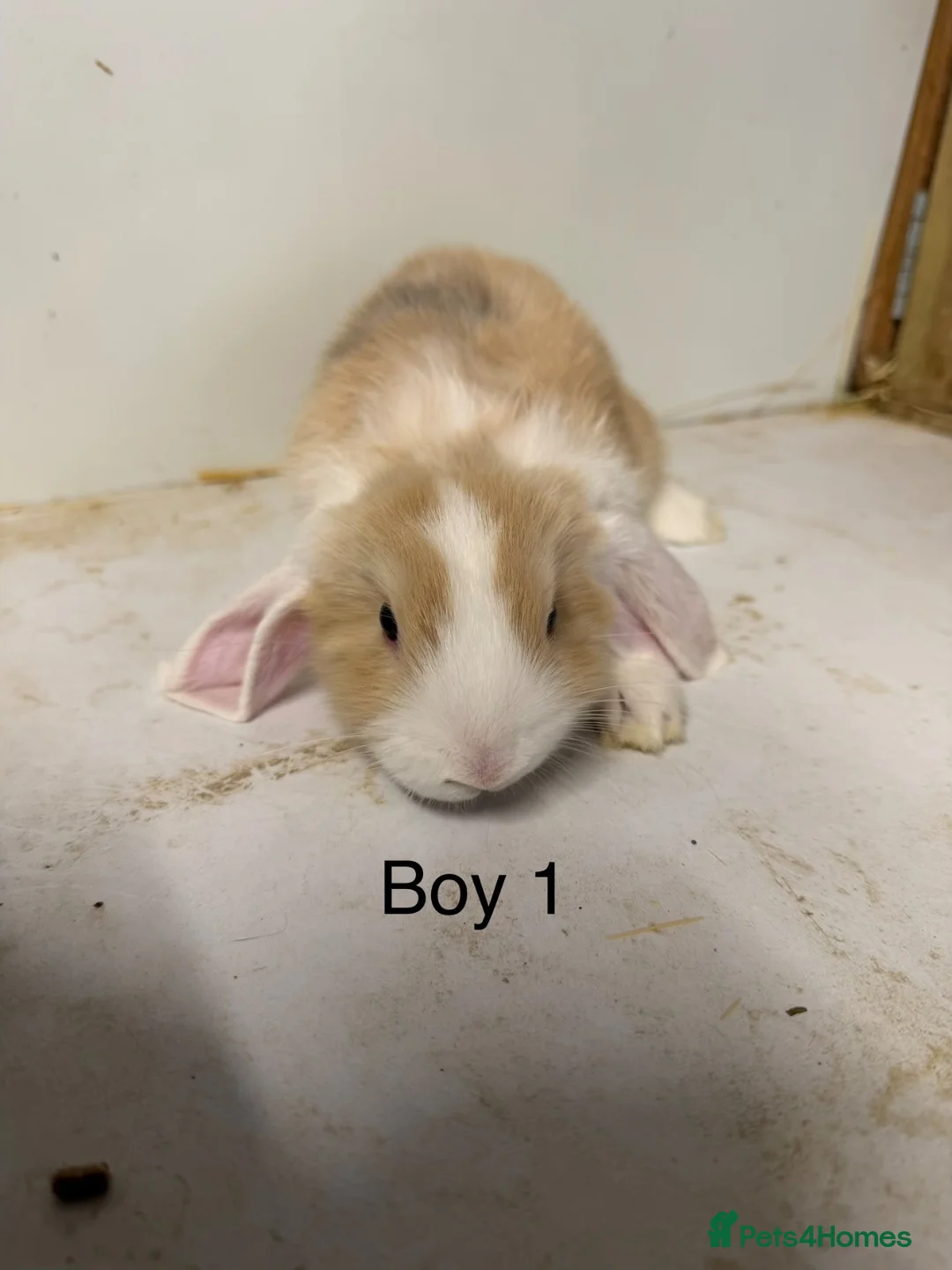 Mini Lop rabbits for sale: Lovely Mini Lop Bunnies - Advert 2