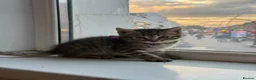 Bengal cats for sale: Mixed Bengal Breed  - Advert 9