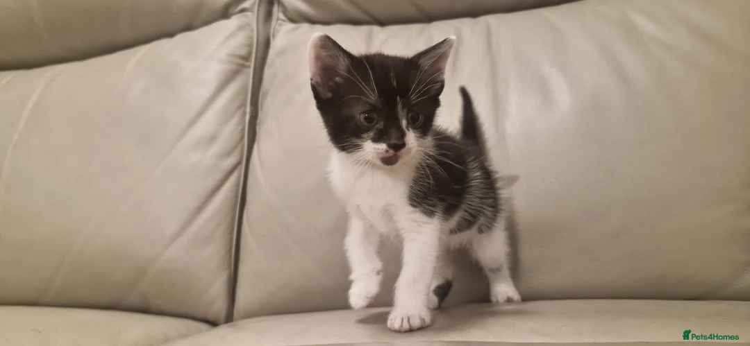 Mixed Breed cats for sale: Stunning tuxedo purebred female  - Advert 6