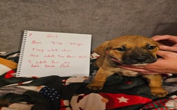 Mixed Breed dogs for sale: German Mastiff pups - Advert 6