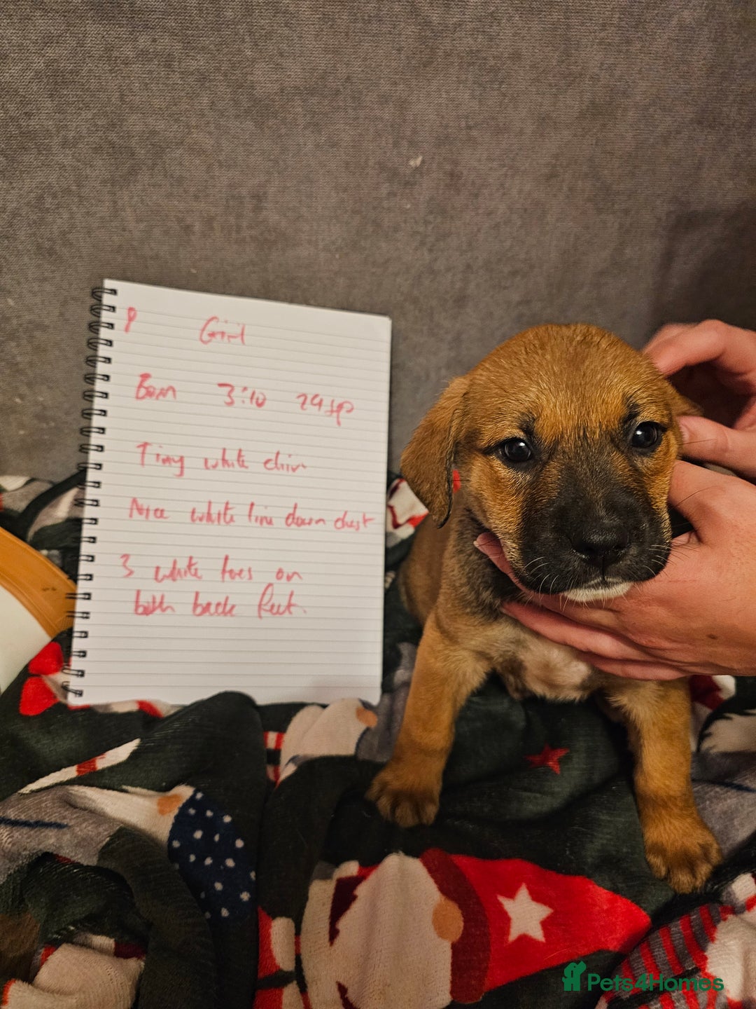 Mixed Breed dogs for sale: German Mastiff pups - Advert 6