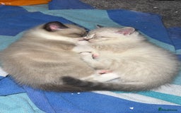 Mixed Breed cats for sale: Beautiful mix breed kittens - Image 20