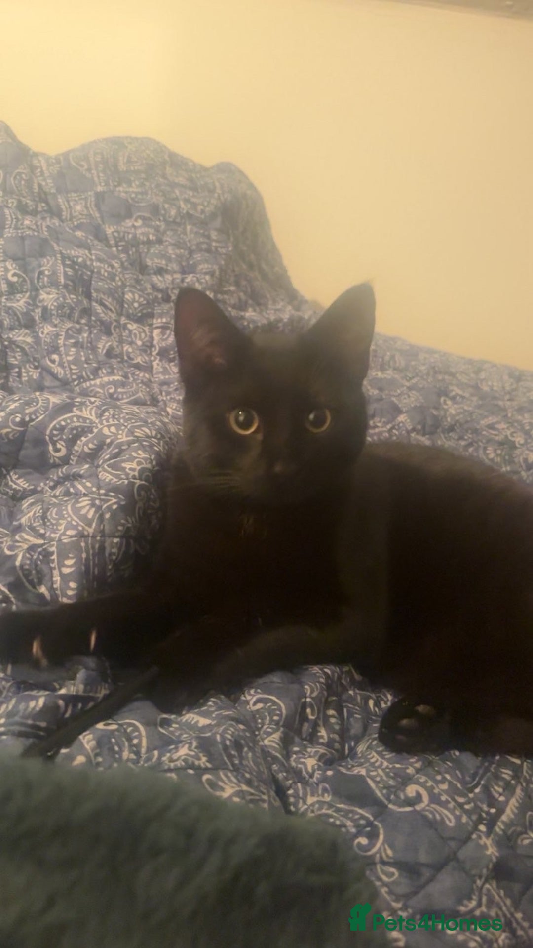 Mixed Breed cats for sale: Two  cats - Advert 4