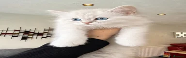 Kitty 1 