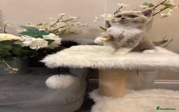 British Shorthair cats for sale: Blue/Lilac/Bicolour & Tortie Full Pedigree Reg BSH - Image 11