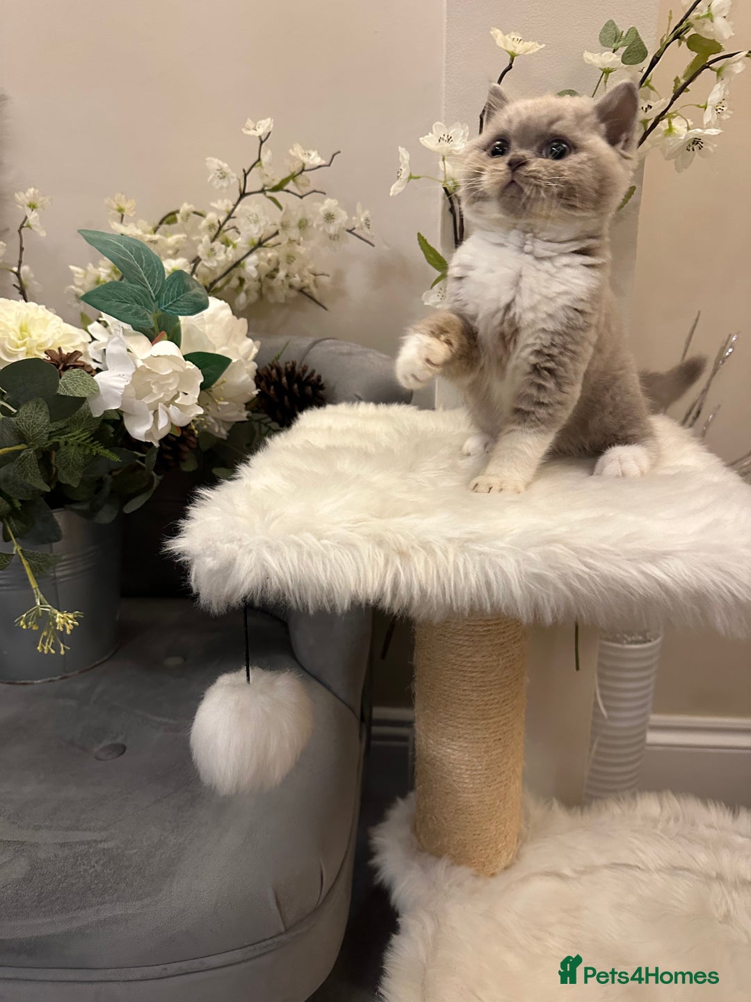 British Shorthair cats for sale: Blue/Lilac/Bicolour & Tortie Full Pedigree Reg BSH - Image 11