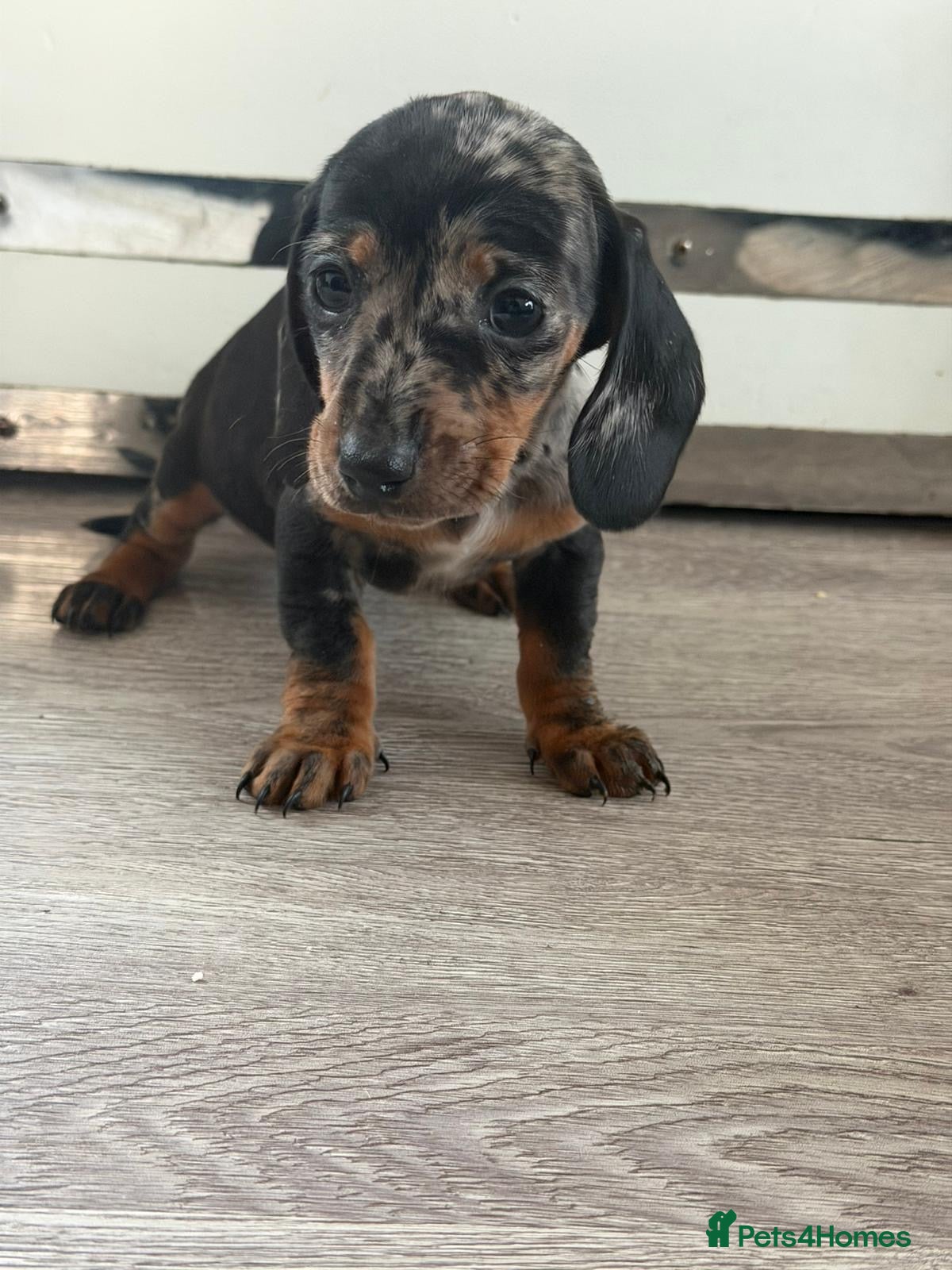 Dachshund dogs Miniature dachshund puppies for sale - Advert 6