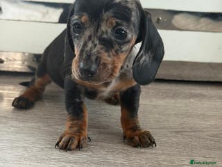 Dachshund dogs Miniature dachshund puppies for sale - Advert 5
