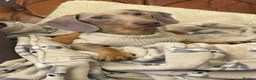 Miniature Dachshund dogs for sale: Beautiful LH & SH Dapples Miniature Dachshund Pups - Advert 9