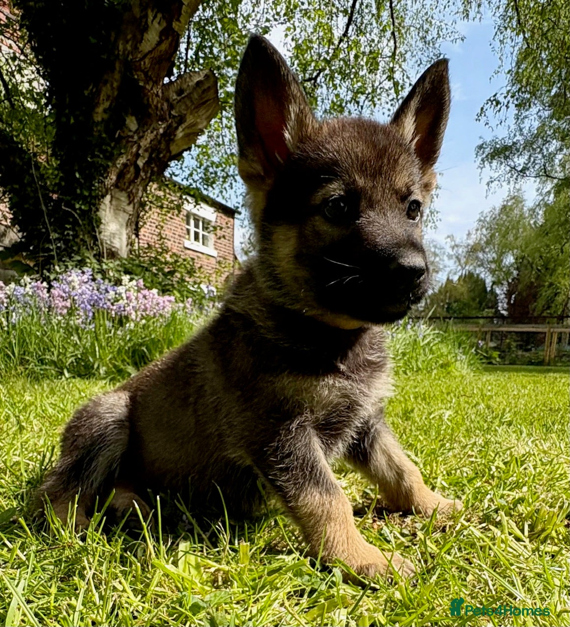 German Shepherd dogs 4* Licensed Breeders, Health Tested Parents - Advert 1