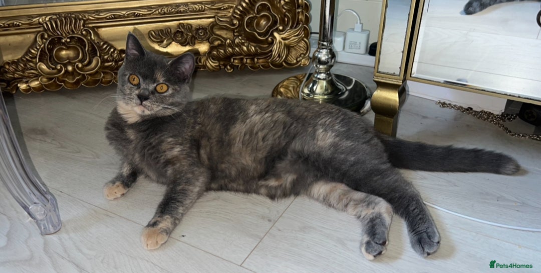 British Shorthair cats for sale: Beautiful female British short hair  - Advert 3