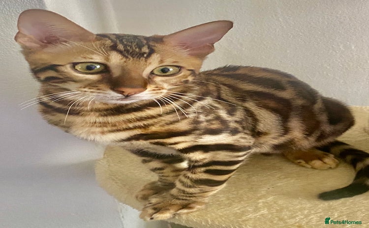 Bengal cats in Northampton - Advert 4