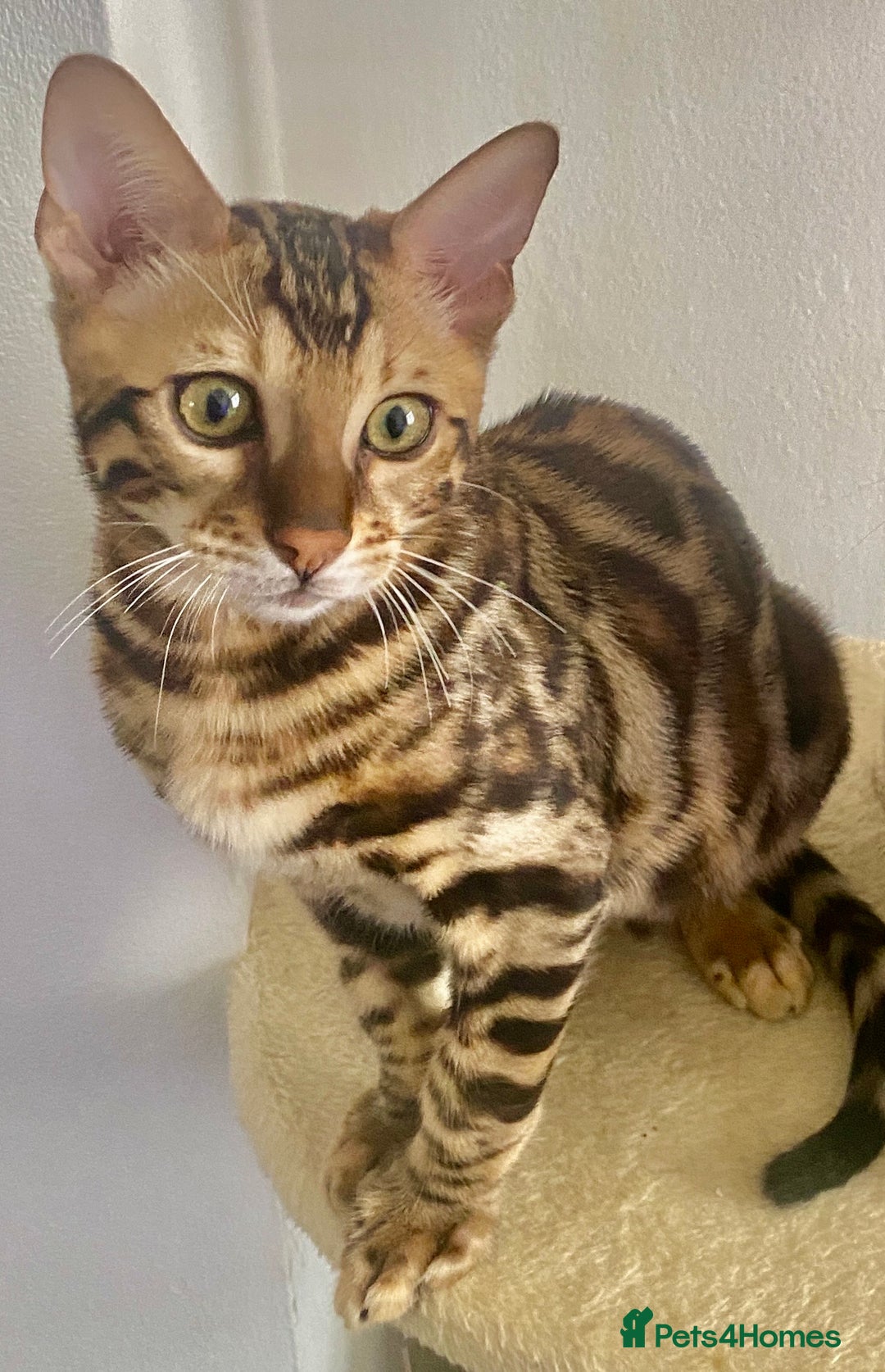 Bengal cats for sale: TICA registered bengal cats.Only 1 BoyLEFT !!!🎀❤️ in Northampton - Image 1