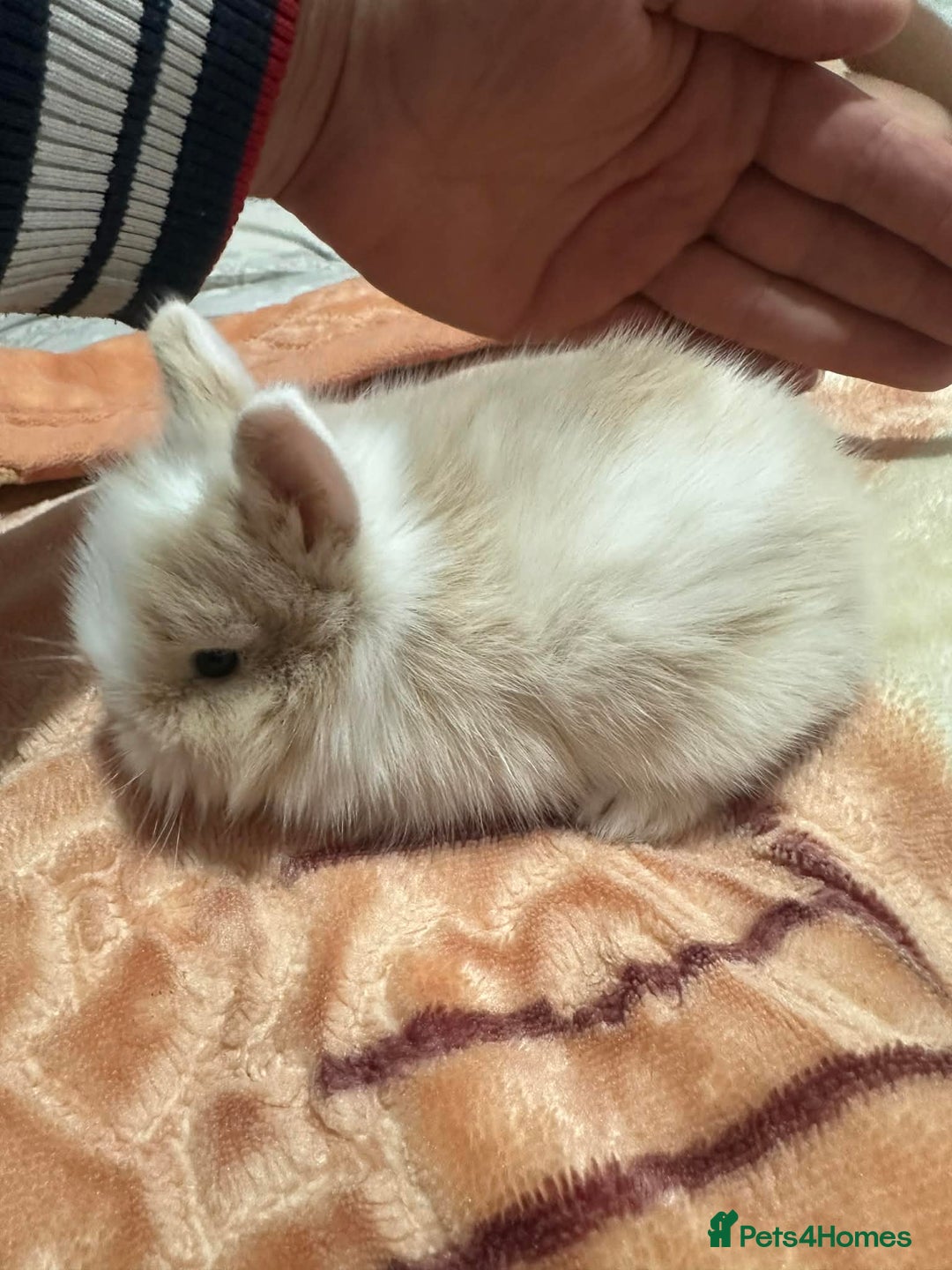 Lionhead rabbits for sale: 5 beautiful lion-headed  - Advert 2