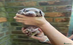 Miniature Dachshund dogs for sale: Stunning Mini Dachshund*1 LH Boy & 1 SH Girl left* - Image 19