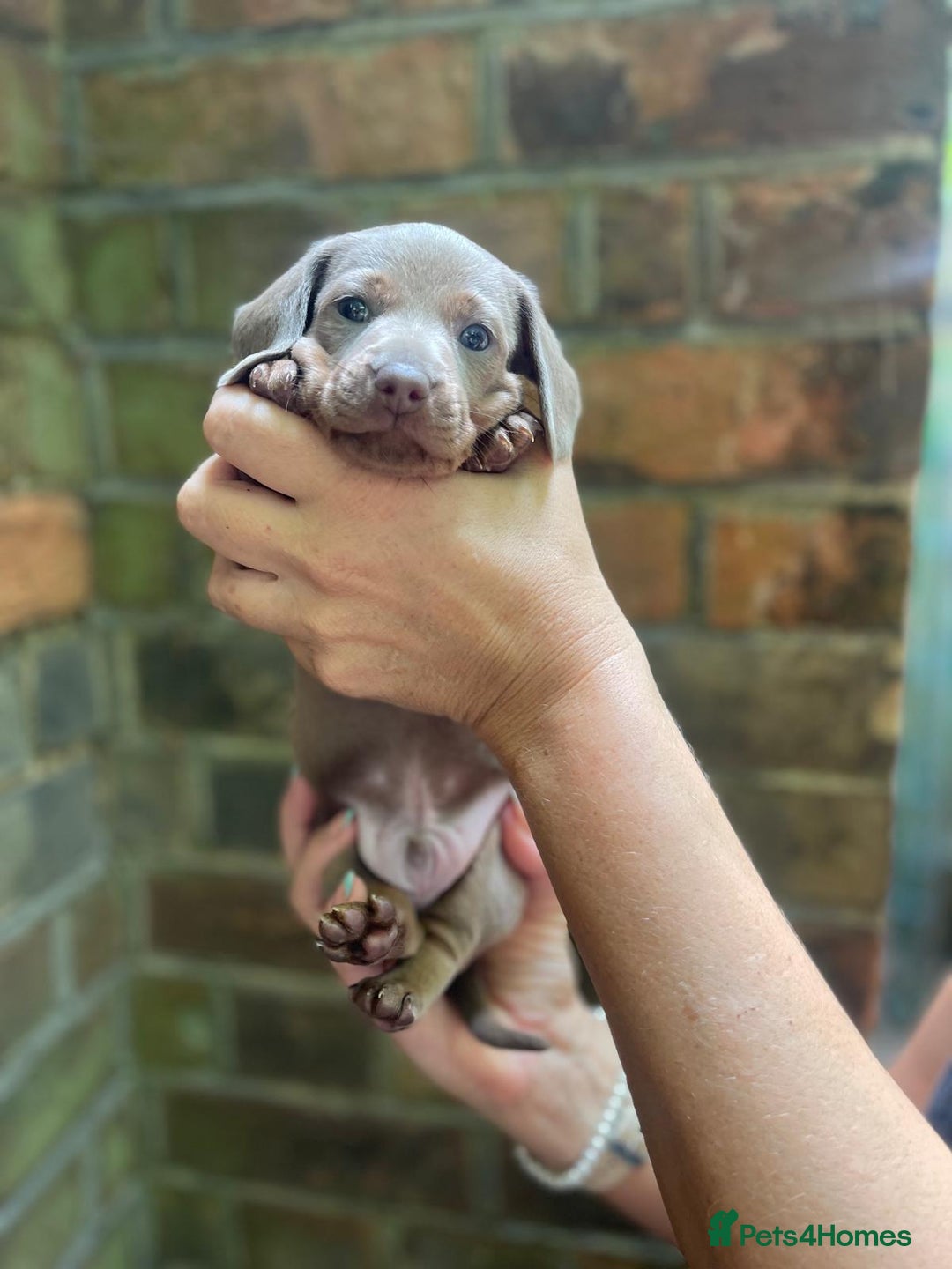 Miniature Dachshund dogs for sale: Stunning Mini Dachshund*1 LH Boy & 1 SH Girl left* - Image 19